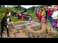 Download Lagu hunter confronts anaconda with chainsaw. What the hell is going on while I'm harvesting? Lý Thị Hoa