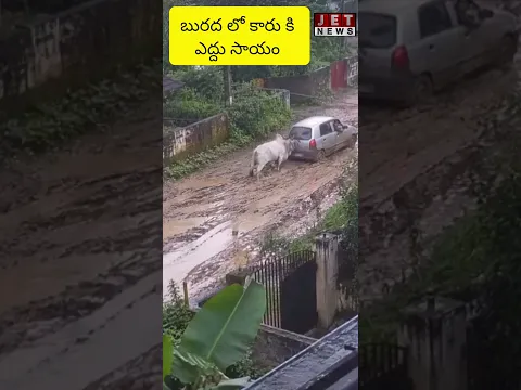 బురదలో దిగబడ్డ కారుబయటపడేందుకు డ్రైవర్ తంటాలు !కారుకుసాయం చేసేందుకు వెనకనుంచి కారును నెట్టిన ఎద్దు
