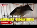 MASTERAN HANDAL CUCAK JENGGOT!! ISIAN GEREJA BUANGAN BESETAN PEDES PANJANG