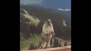 آاااه دندنها