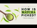 Download Lagu The Matcha Harvest