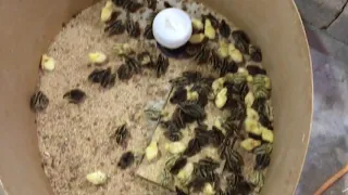 batair small hatchery farm allhumdulallah