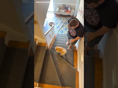 This Dog Had Other Plans 😂