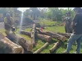 Download Lagu Mengolah kayu jati di lapangan dan cuaca sangat panas