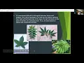 Leaf Anatomy