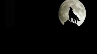 أصوات عواء الذئاب ساعة كاملة جودة عالية 