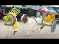 Download Lagu Cutis take Goat harvest go market sell! Best Compilation Full Video