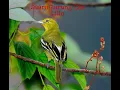 Download Lagu Suara Burung Cak Lilin