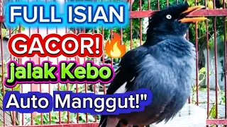 masteran jalak kebo full isian gacor bikin jalak cepat manggut manggut