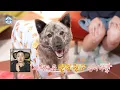 Lagu [나 혼자 산다 선공개] 동거부터 시작한 박나래💗복돌이🐕 서로의 속도를 맞춰가는 중, MBC 251121 방송