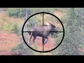 Download Lagu 20 BEST SLOW-MO HUNTING KILL SHOTS - Stuck N The Rut Compilation