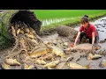 Download Lagu Vietnamese Poor Girl's Ancient Mud Fish Method - Harvesting 500+ Giant Fish | Primitive Technology