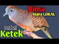 Lagu Perkutut lokal DOBEL KTEK - suara besar asli lokal ALAM.