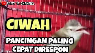 Download Tercepat !! Pancingan Ciblek sawah Ombyokan cepat bunyi gacor koar koar MP3