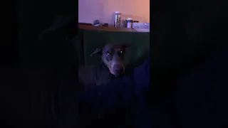 Sleepy girl #fyp #dream #vlog #doberman #pets