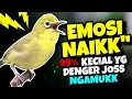 Lagu Ciak Joss Kecial Kuning Ampuh Bikin EMOSI NAIK‼️Yg Denger Langsung JOSS NGAMUK