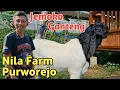 Download Lagu BAHAN KONTES KELAS C JEMOKO GANTENG ANAK MACJAGGER