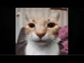 Download Lagu Cat laughing at you then explode 💀