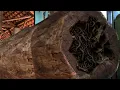 Download Lagu shocking! discovery while chopping large wood at sawmill