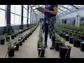 Cannabis jobs saw 44 spike in 2018 with higher salaries
