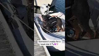 🐾.. #fyp #dream #youtube #pets #doberman