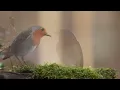 10 hours watching beautiful birds (No music) Relaxing nature, birds singing