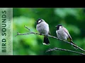 Download Lagu 10 hours watching beautiful birds (No music) Relaxing nature, birds singing