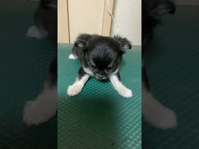 動画