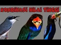 Lagu KOMBINASI NILAI TINGGI |jinjing petulak tengkek udang dan tengkek buto