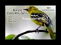 Download Lagu SUARA PIKAT BURUNG CIPOH ATAU SERPU LIAR PALING AMPUH