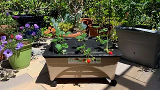 City Pickers Planter Review Is It Worth the Investment 2025