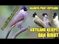 Download Lagu suara pikat kutilang kejepit dan ribut paling jitu anti zonk @bobkicau