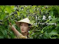 Lagu Red Fruit Ginseng — a Mysterious Red Fruit from the Yunling Mountains【滇西小哥】