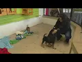 Indianapolis Animal Care Services waiving adoption fees during Lucky Tails event Inspiring Indiana