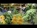 Download Lagu MGA SAGING NAHINOG NA SA PUNO PAGHAHARVEST HITIK SA BUNGAA