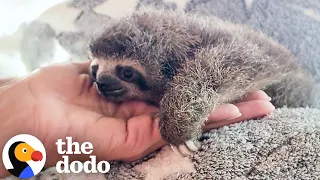 Watch This Days-Old Baby Sloth Get Stronger And Stronger Every Day The Dodo