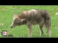Michigan reinstates year-round coyote hunting season