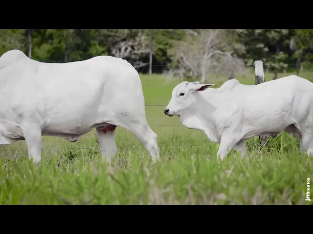 Novilha Nelore AFOM - 5094