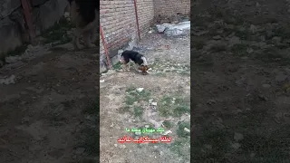 سگ محله ما چقدر آرام است  سگ محله ما چقدر آرام است