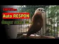 Download Lagu suara burung pipit emprit bondol kaji gacor bikin yang lain ikutan bunyi 135