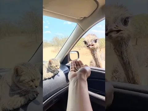 عامل فيها مرود حيونات احسن تستاهل 😂🤣#shorts