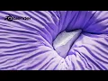 Step up Your Blender Game Master Cloth Simulations with Object Collisions