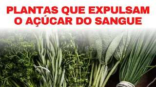 7 ERVAS MEDICINAIS SAGRADAS QUE DERRETEM O AÇÚCAR NO SANGUE
