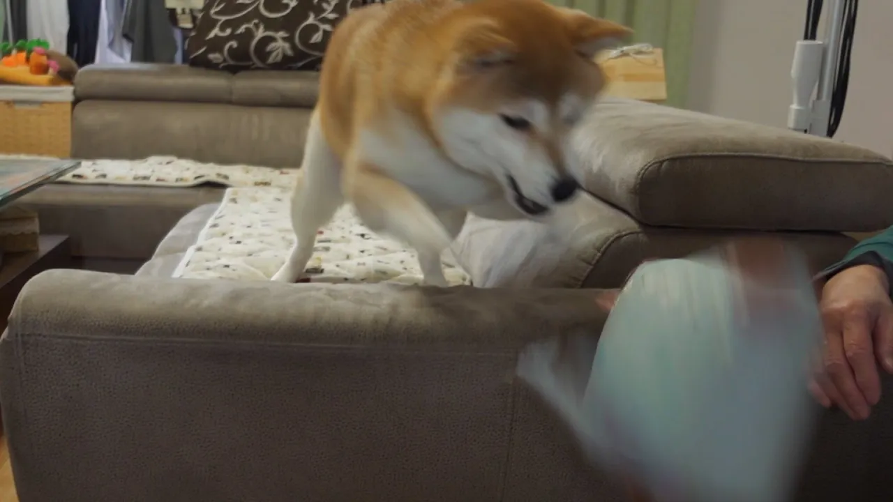 柴犬は何かに興奮していて・・・