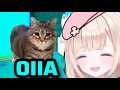 Download Lagu OIIA Cat Make Peo Lose It♥️