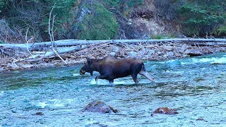 Moose Crossing Beautiful Maligne River