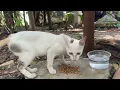 Lagu Stray cats drinking water and eating like they've never been fed before