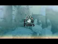 The Heartwarming Friendship of Moony the Dog and Lily the Kitten