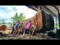 Download Lagu Cutting a giant trembesi tree, a life risking task for the workers