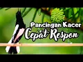 Download Lagu Pancingan Kacer Agar Emosi Langsung Buka Ekor